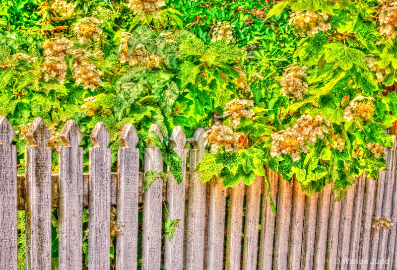 Williamsburg Fence - ID: 11825253 © Wanda Judd