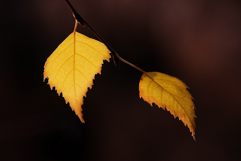 Two birch leaves