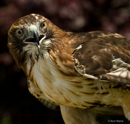 Red Tailed Hawk