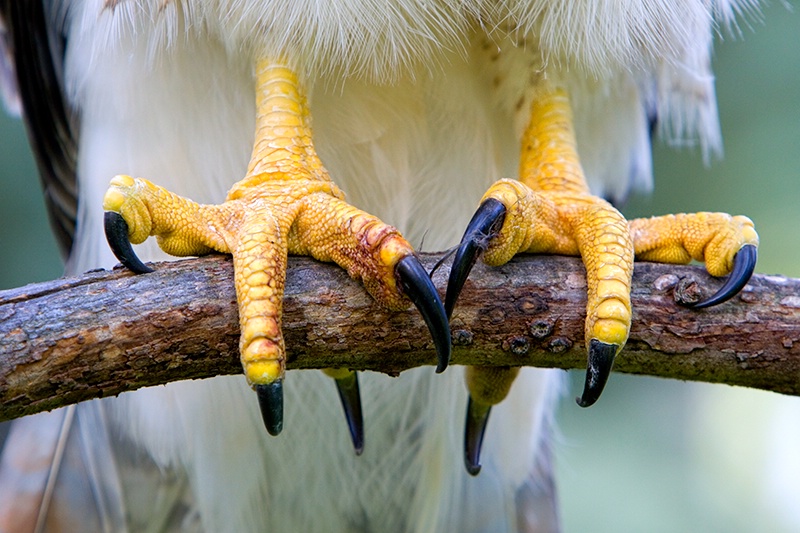 Little Dirty Birdie Feet