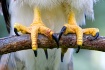 Little Dirty Bird...