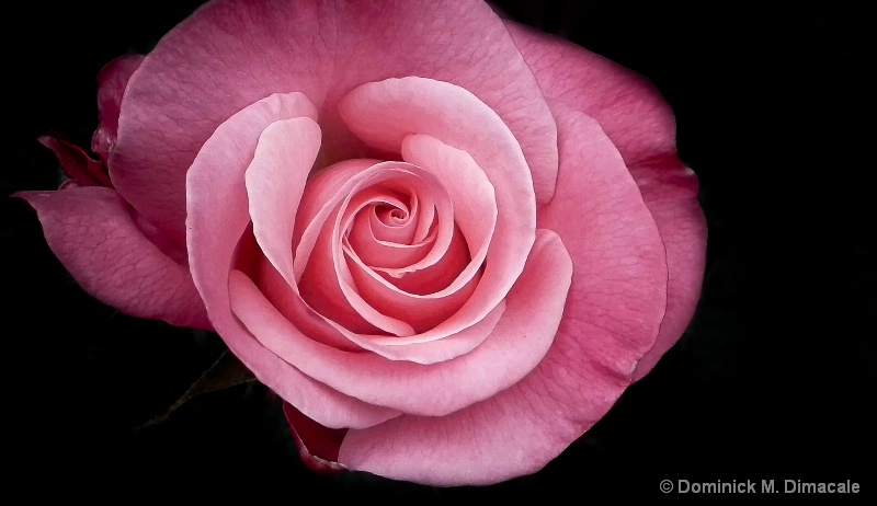 ~ THE PINK ROSE ~ - ID: 11827949 © Dominick M. Dimacale