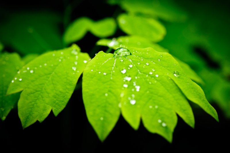 Spring rain on leaves