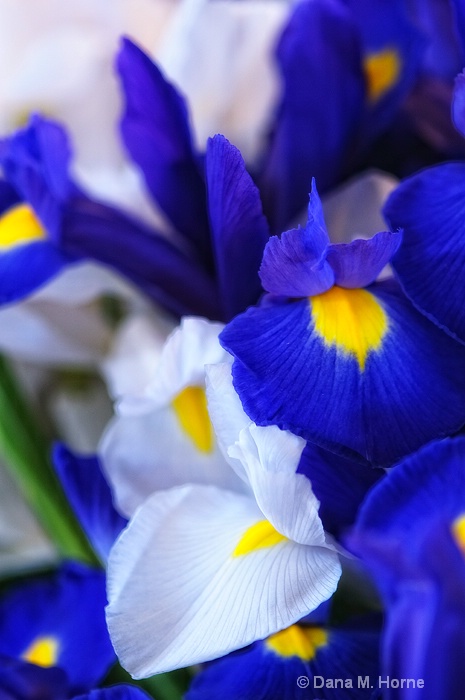 Irises - ID: 11828466 © Dana M. Scott