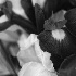 2Irises - ID: 11828466 © Dana M. Scott