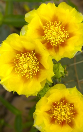 Cactus Flowers