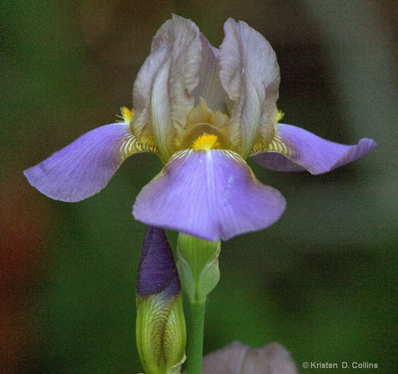 Iris in the Garden