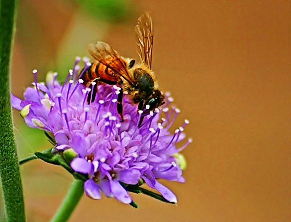 Bee on Scabiosa Flower