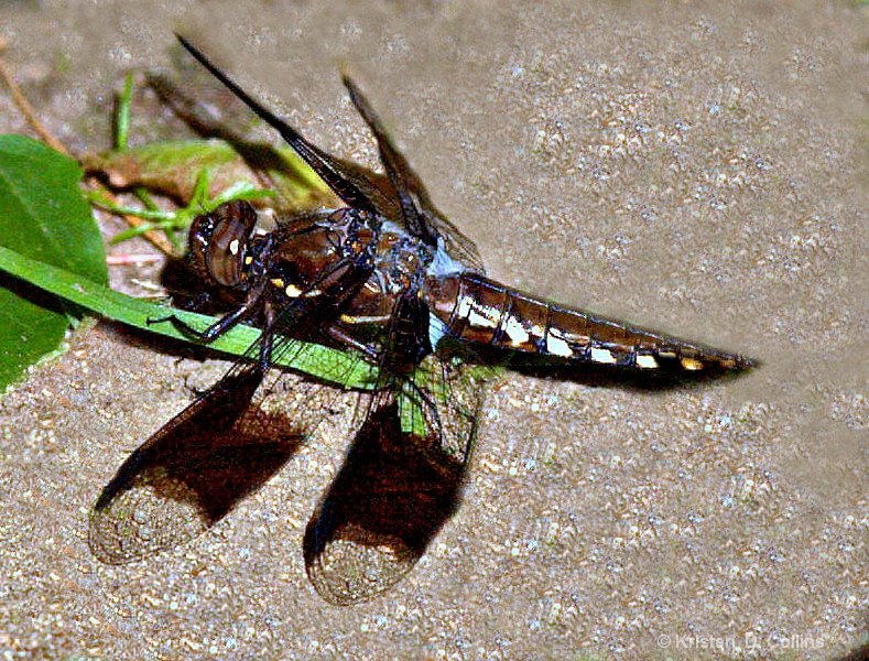 Dragonfly in the Sand