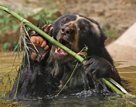 Bear and Bamboo