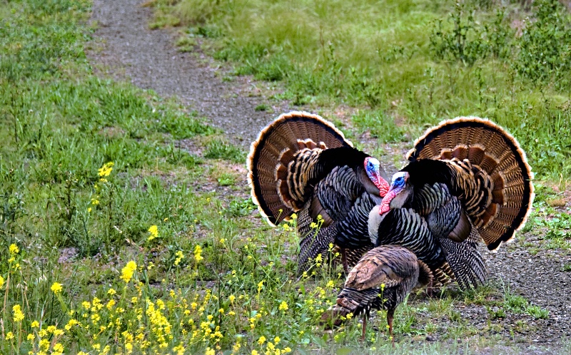 Turkey Trail  - ID: 11831093 © Clyde Smith