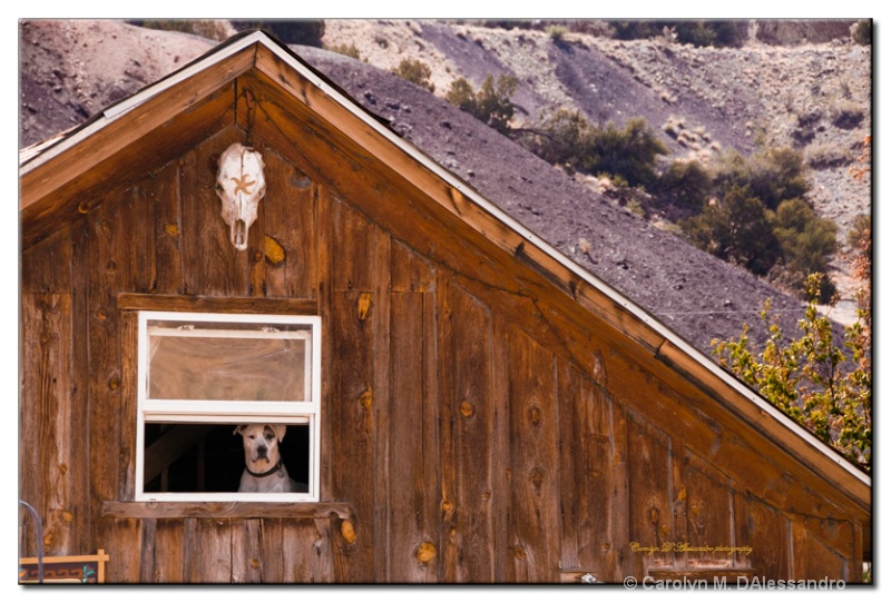 How much is that doggie in the window...