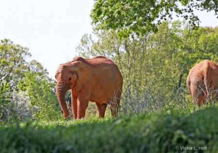 ELEPHANTS IN THE GLADE