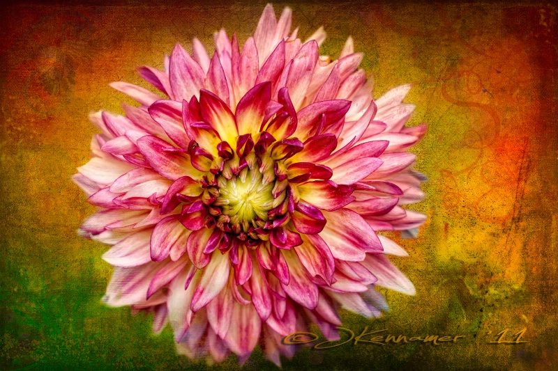 Dahlia Dreams