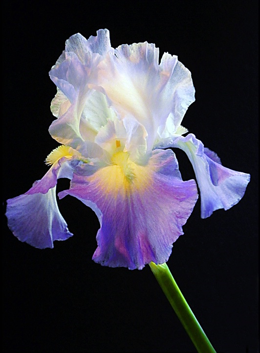 THE Iris