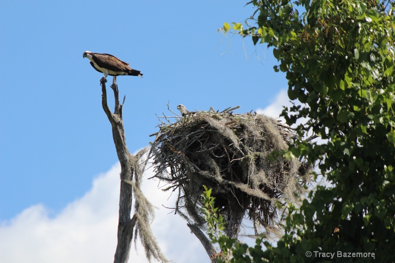 Ospry nest - ID: 11833908 © Tracy Bazemore