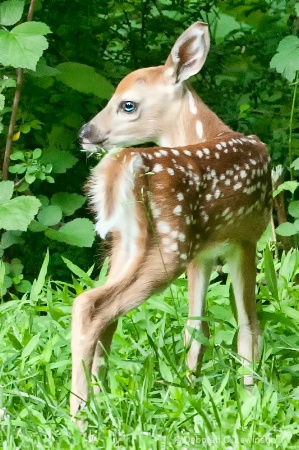 Blue Eyed Fawn