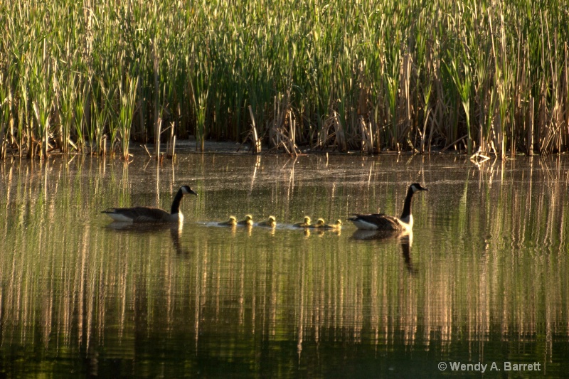 Geese in marsh - ID: 11834942 © Wendy A. Barrett