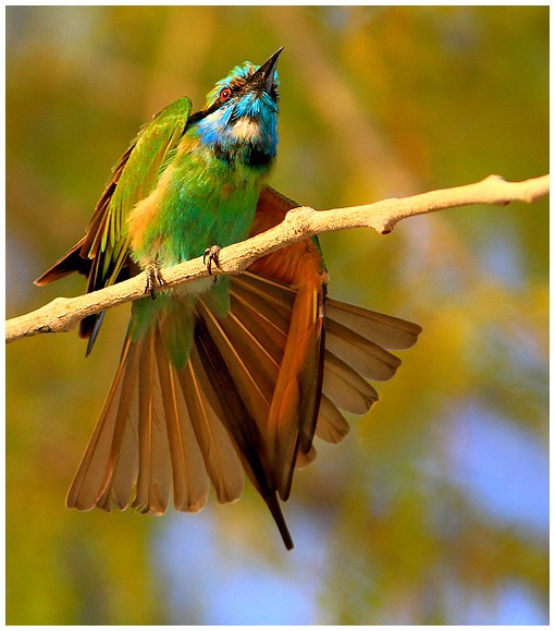 Bee Eater Acting!