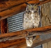 Hooter