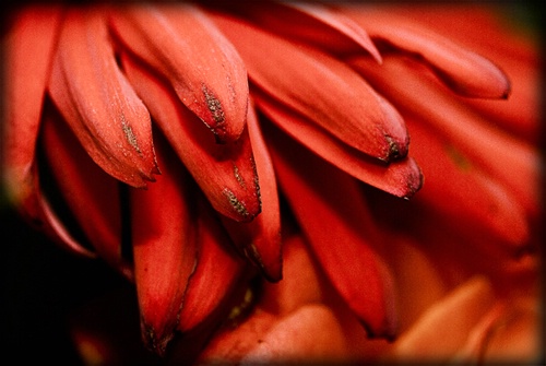 Red Petals