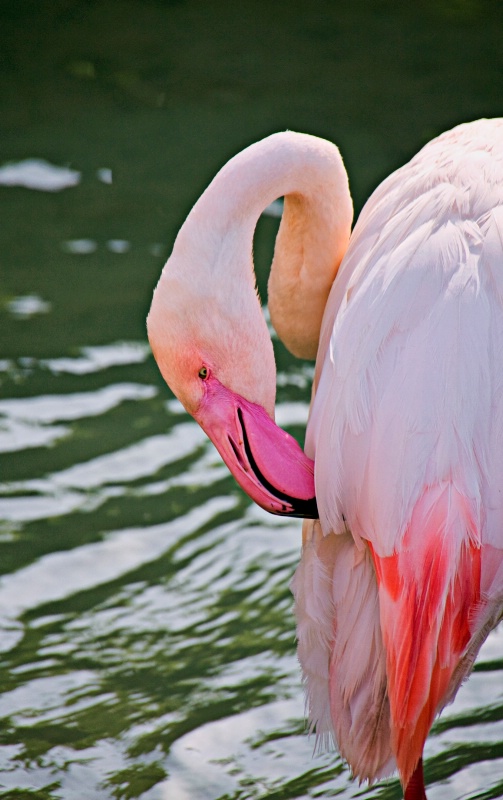 Flamingo at Sunset