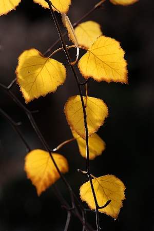 Golden birch leaves