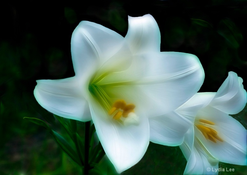 Garden Lilies II - ID: 11838374 © Lydia Lee