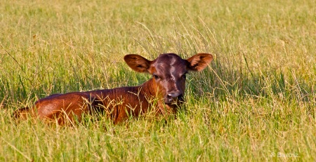 Baby Calf 