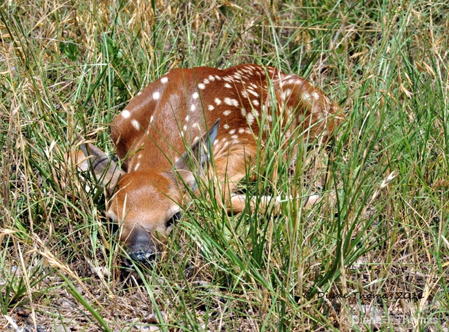 Hidding