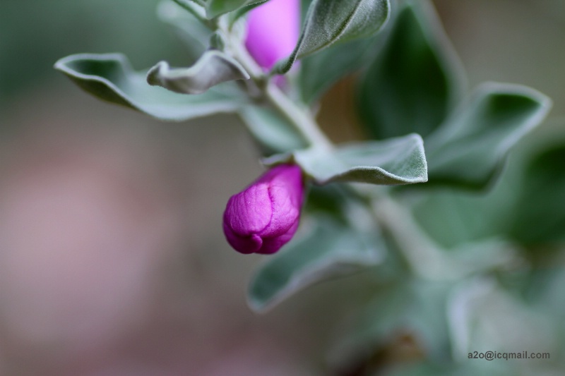 Purple Bulb