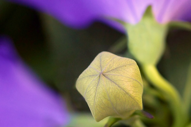 balloon flower bud