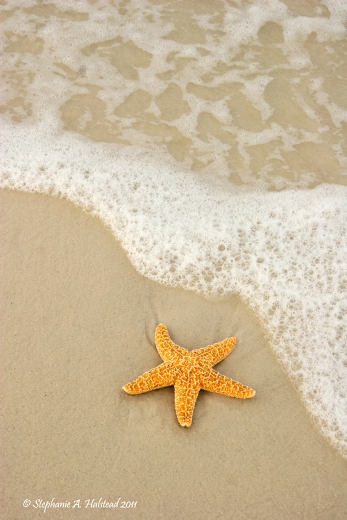 Starfish with Sea Foam 
