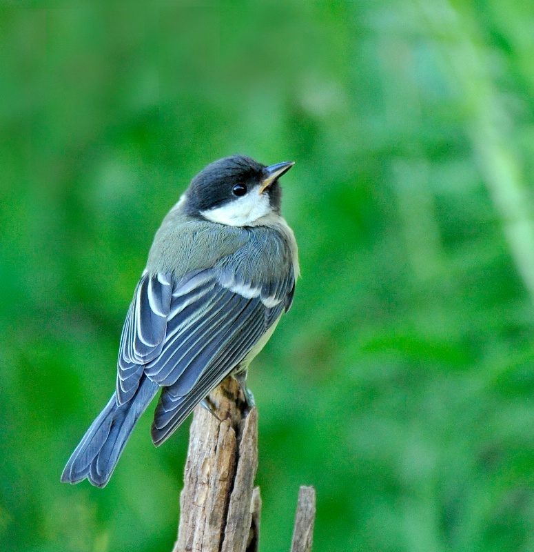 Junior Great Tit