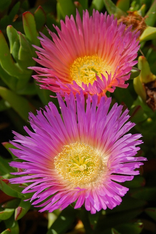 Ice Plant Floral