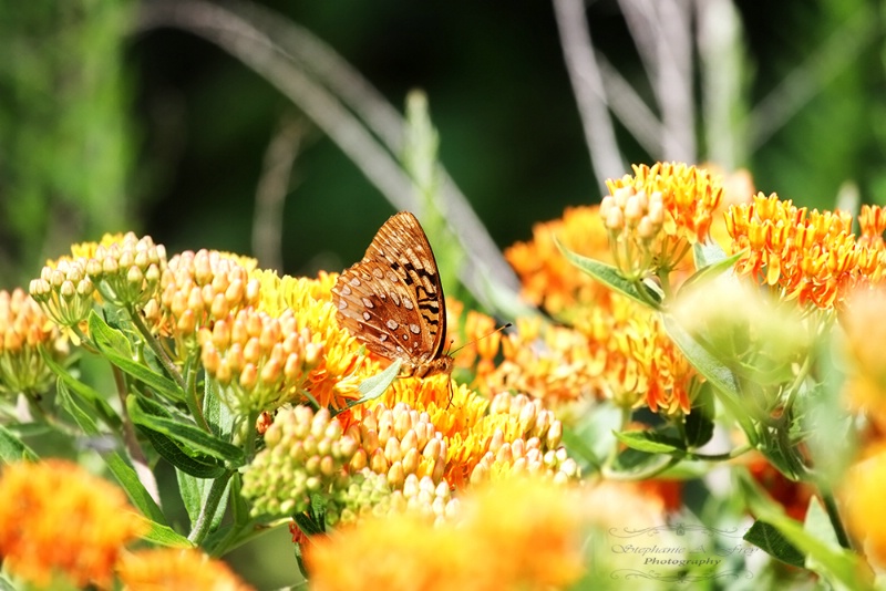 Orange Bliss