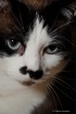 Olie
