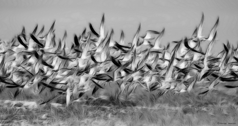 Skimmers and Terns and Fractalius