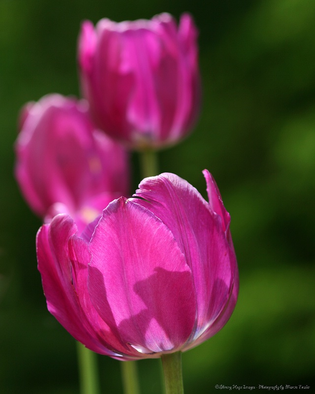 ~Tulip Trio~