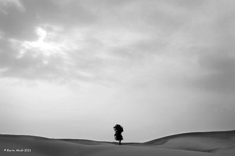 Liwa Desert Tree