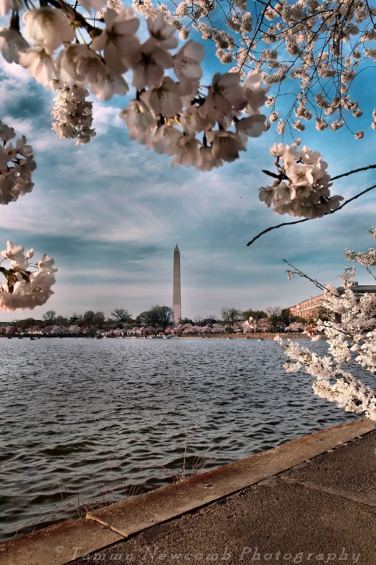 D.C. Cherry Blossom Festival