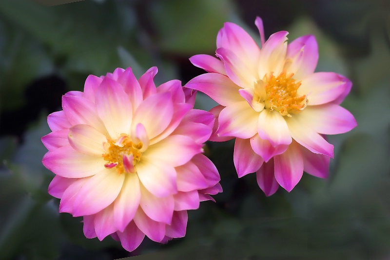 dahlia duo