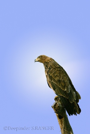 Tawny Eagle (Aquila rapax)-4