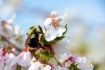 BEE ON A BLOSSOM