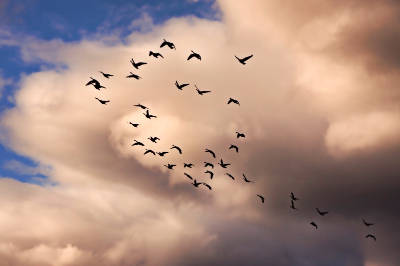 Flight at Dusk