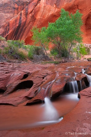 Coyote Gulch Cascade