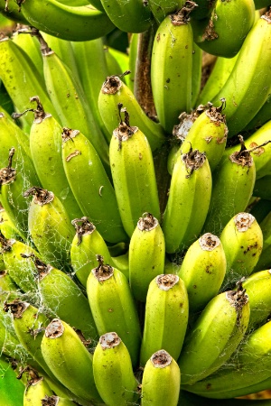  Bananas by the Bunch