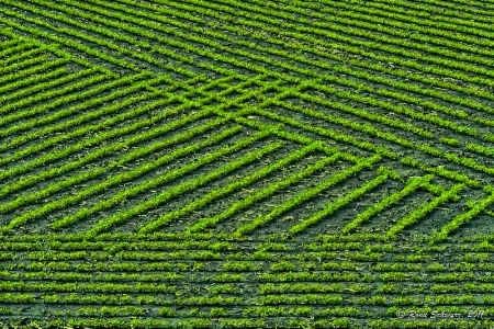 Field Patterns