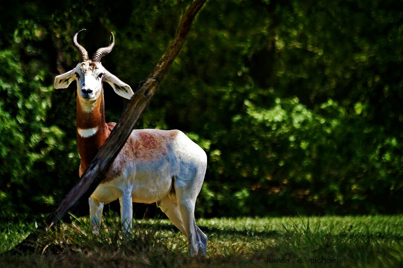 alert gazelle - ID: 11853519 © Karen E. Michaels