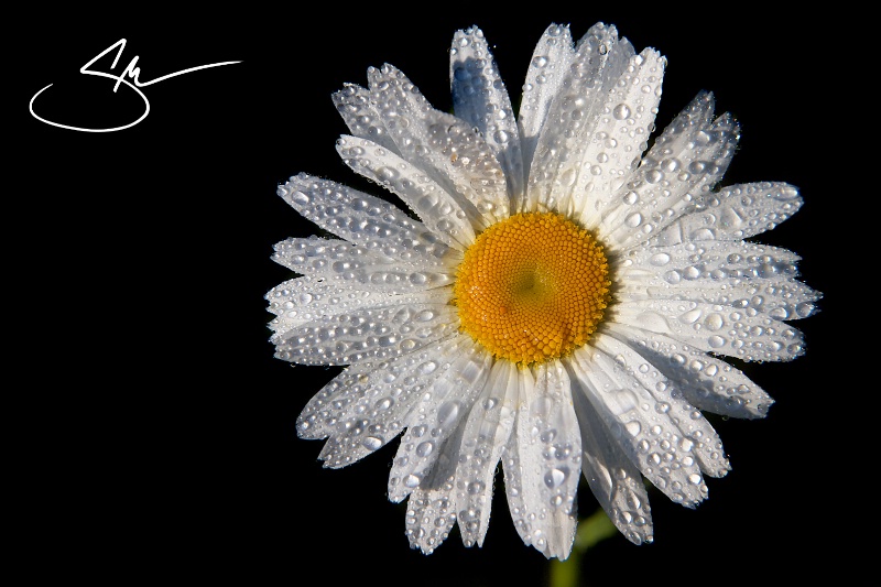 Daisy Dew!